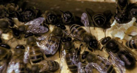 USA : un virus transmis par une mite tuerait des millions d'abeilles dans le monde