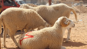 حجز أكثر من 600 قنطار من الفرينة الموجهة لتسمين الماشية بالجلفة