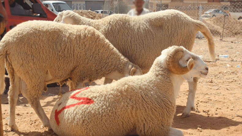 حجز أكثر من 600 قنطار من الفرينة الموجهة لتسمين الماشية بالجلفة