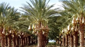 فواتير المياه تهدّد عشرات غابات النخيل بالزوال بالوادي