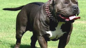 كلاب “بيتبول” المفترسة تغزو الشوارع الجزائرية