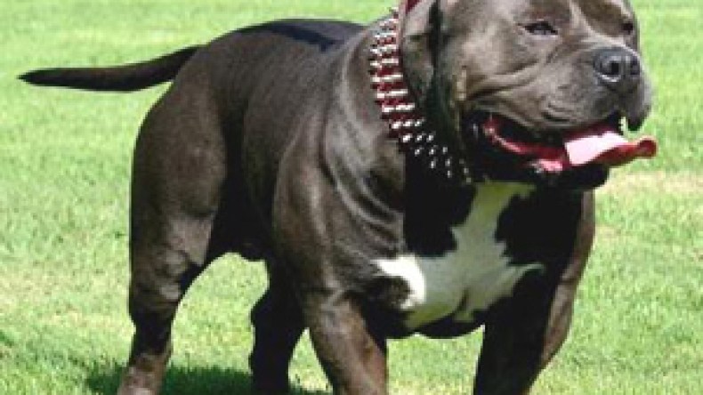 كلاب “بيتبول” المفترسة تغزو الشوارع الجزائرية