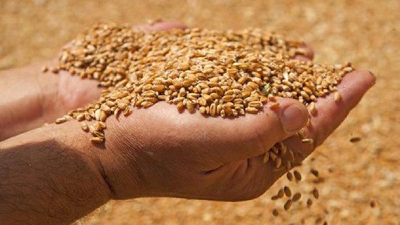 إنتاج وفير للحبوب يقابله إمكانيات تخزين محدودة