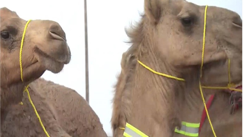 مطالب بوضع عاكسة للضوء على الجمال لتفادي مجازر الطرقات بالجنوب