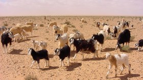 عمال شركات بترولية يبيعون القمامة وبقايا الطعام للموالين بإيليزي