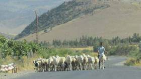 مربو الماشية بالمسيلة ينتظرون دعم الحكومة