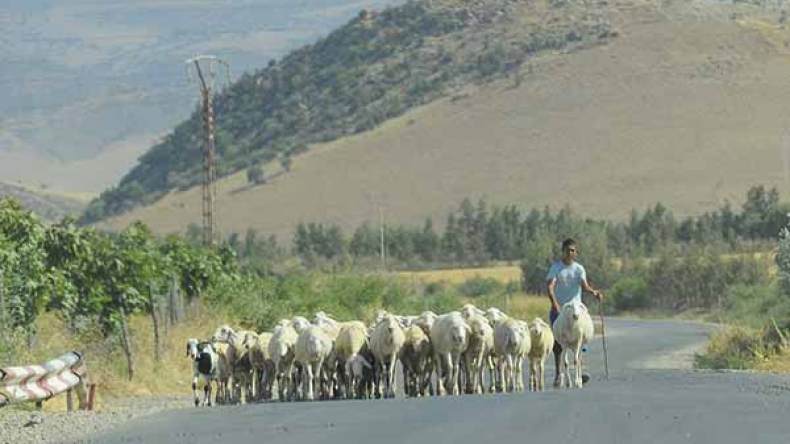 مربو الماشية بالمسيلة ينتظرون دعم الحكومة