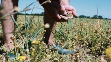 Production agricole : découverte d’un gène résistant à la sécheresse