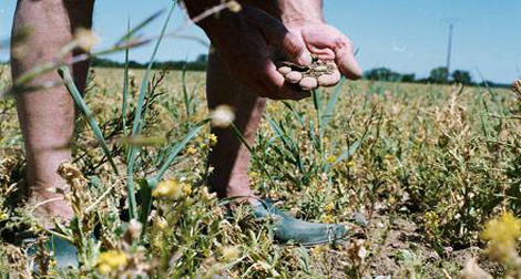 Production agricole : découverte d’un gène résistant à la sécheresse