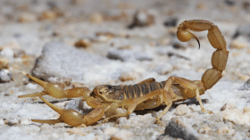 إقامة وحدة لإنتاج المصل المضاد للتسمم العقربي بورقلة