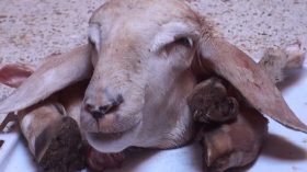 طلبات قياسية على “الدوارة” و”البوزلوف” في القصابات!