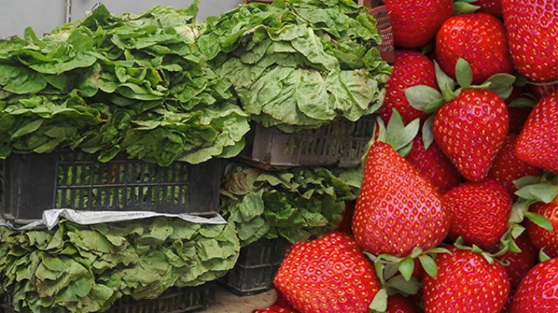 80 بالمائة من الفراولة والخس في السوق غير صالحة للاستهلاك
