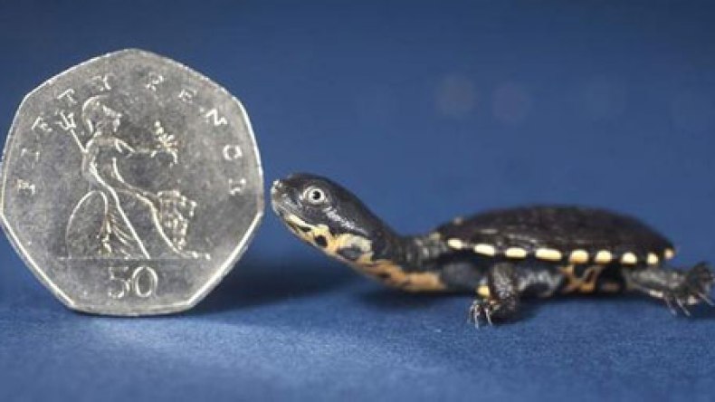 ظهور سلاحف مهددة بالانقراض في ولاية ألاباما الأمريكية