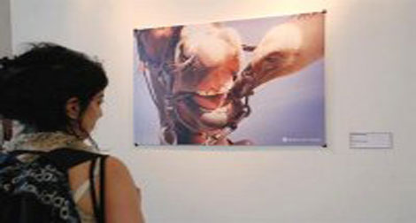 2e Salon de la photographie insolite : des scènes hilarantes de la vie quotidienne