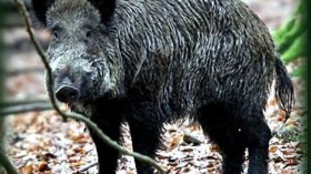 الخنازير التونسية تفر باتجاه الجزائر لتقتات من مزابل مدنها