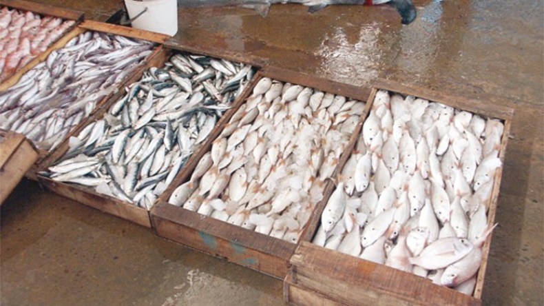 100 ألف طن من الأسماك المنتجة بالصحراء لكسر الأسعار