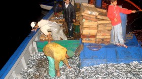 السردين سينقرض بالجزائر خلال أعوام!