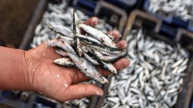 “الاسم سردين والمهنة كروفات”.. غلاء الأسعار يتحول إلى “مسخرة”