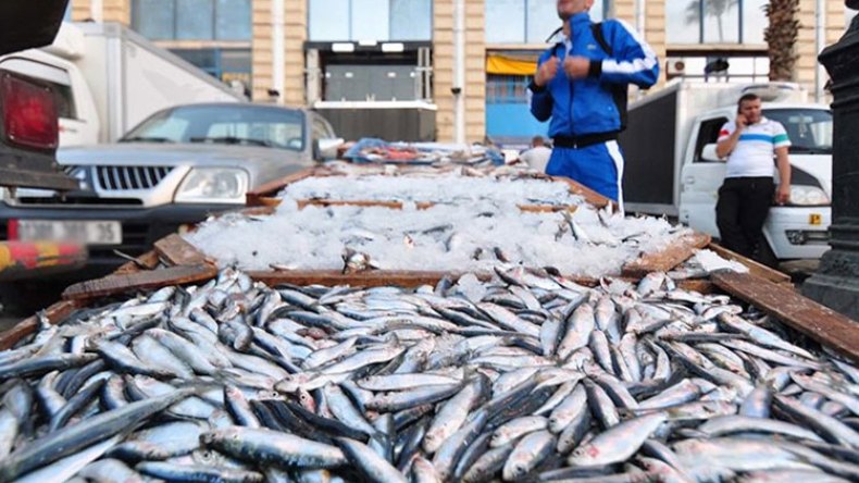 أسعار السردين لم تنزل عن 500 دج بالمدن الداخلية