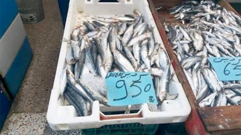 السّردين أضحى بمرتبة اللحوم الحمراء!