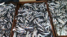 صيادو ميناء زموري يواصلون إضرابهم اعتراضا على إنشاء المسمكة