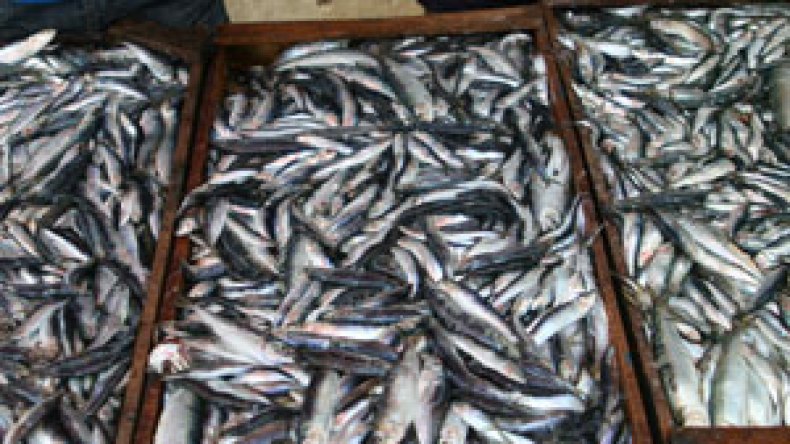 صيادو ميناء زموري يواصلون إضرابهم اعتراضا على إنشاء المسمكة