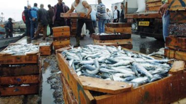 20 tonnes de sardine pêchées en une journée dans la wilaya d’Oran