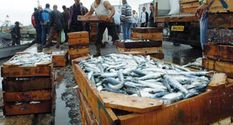 20 tonnes de sardine pêchées en une journée dans la wilaya d’Oran