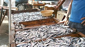 مزحة سلال تصنع الحدث.. و”السردين” ينافس قوائم الأحزاب