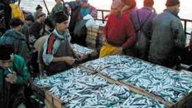 أسماك مستوردة تباع بنصف سعر السردين في الجزائر