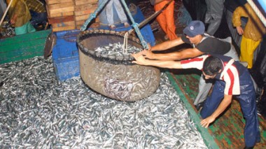 Le marché algérien envahi de poissons avariés