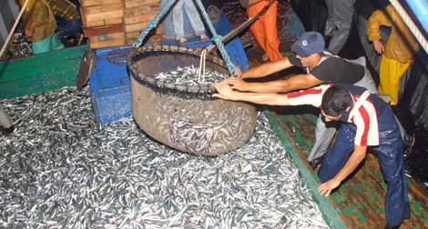 Le marché algérien envahi de poissons avariés