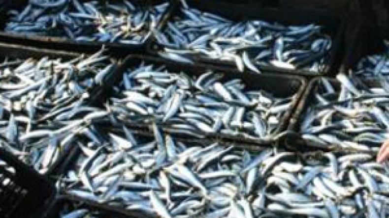 مافيا “السردين” ترفع الأسعار إلى  400دج للكيلوغرام بموانئ الوسط