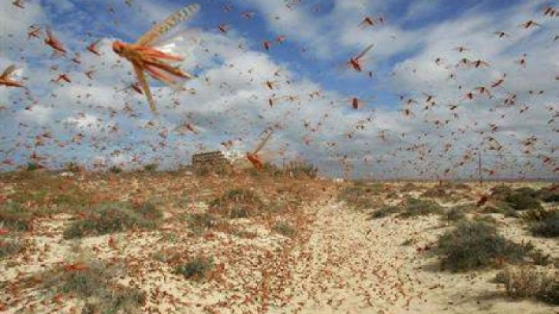 700  مليار وثلاث مروحيات لمنع الجراد من الزحف نحو الجزائر