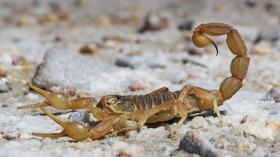 العقرب تصل إلى ولاية سطيف على متن شاحنات الموالين