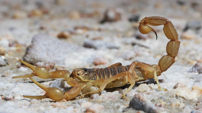 العقرب تصل إلى ولاية سطيف على متن شاحنات الموالين