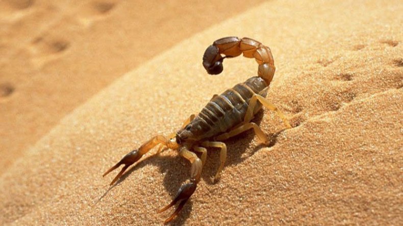 وفاة طفل بلدغة عقرب ببرج بوعريريج