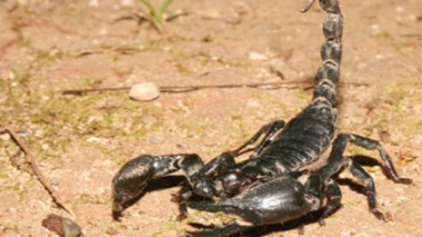 Plus de 50 000 piqûres de scorpion en 2012 dans certaines wilayas des Hauts-Plateaux et du Sud