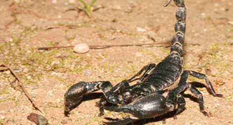Plus de 50 000 piqûres de scorpion en 2012 dans certaines wilayas des Hauts-Plateaux et du Sud