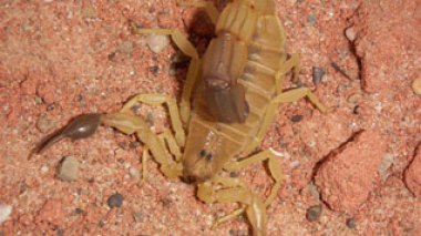 Scorpion stings kill 74 in Algeria