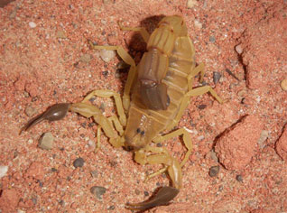 Scorpion stings kill 74 in Algeria