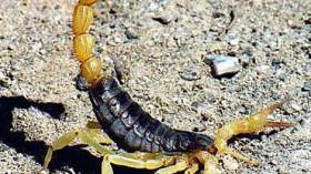 التسمم‭ ‬العقربي‭ ‬يقتل‭ ‬شخصا‭ ‬ويدخل‭ ‬طفلة‭ ‬الإنعاش‭ ‬بورڤلة