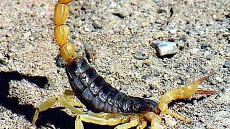 التسمم‭ ‬العقربي‭ ‬يقتل‭ ‬شخصا‭ ‬ويدخل‭ ‬طفلة‭ ‬الإنعاش‭ ‬بورڤلة