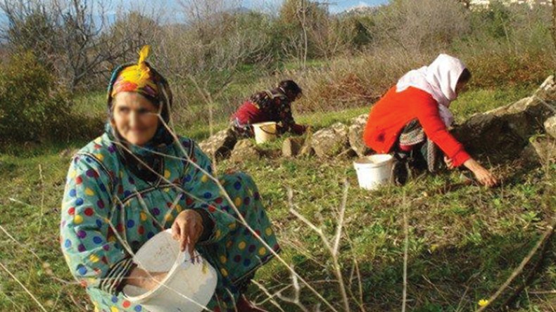 جني الزيتون بالبويرة.. حوادث مميتة وطرائف غريبة