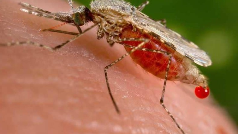 الملاريا تقتل مواطنا بإليزي