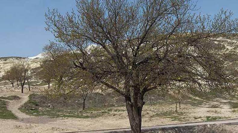 العطش يفتك بالأشجار المثمرة ويحولها إلى أكوام حطب بالمسيلة