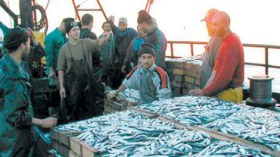 نفوق 3 أطنان من السمك خلال ثلاثة أشهر بسبب طحالب مسمومة