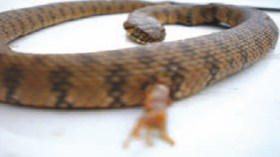 اكتشاف ثعبان بأرجل يثير الرعب في تلمسان