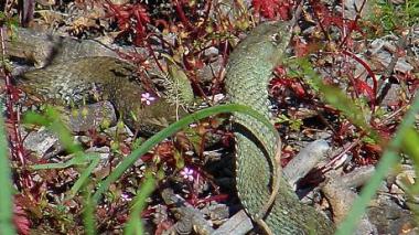 France: des couleuvres égarées envahissent un hôpital