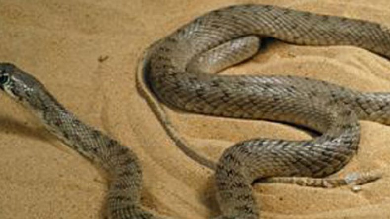 نساء يبحثن عن جلود الثعابين وأظافر الجرذان في ليلة القدر